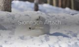 Sionnach Artach / Arctic Fox