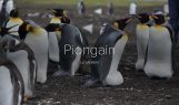Piongain / Penguin