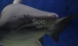 Siorc / Shark