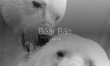 Béar Bán / Polar Bear