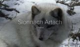 Sionnach Artach / Arctic Fox
